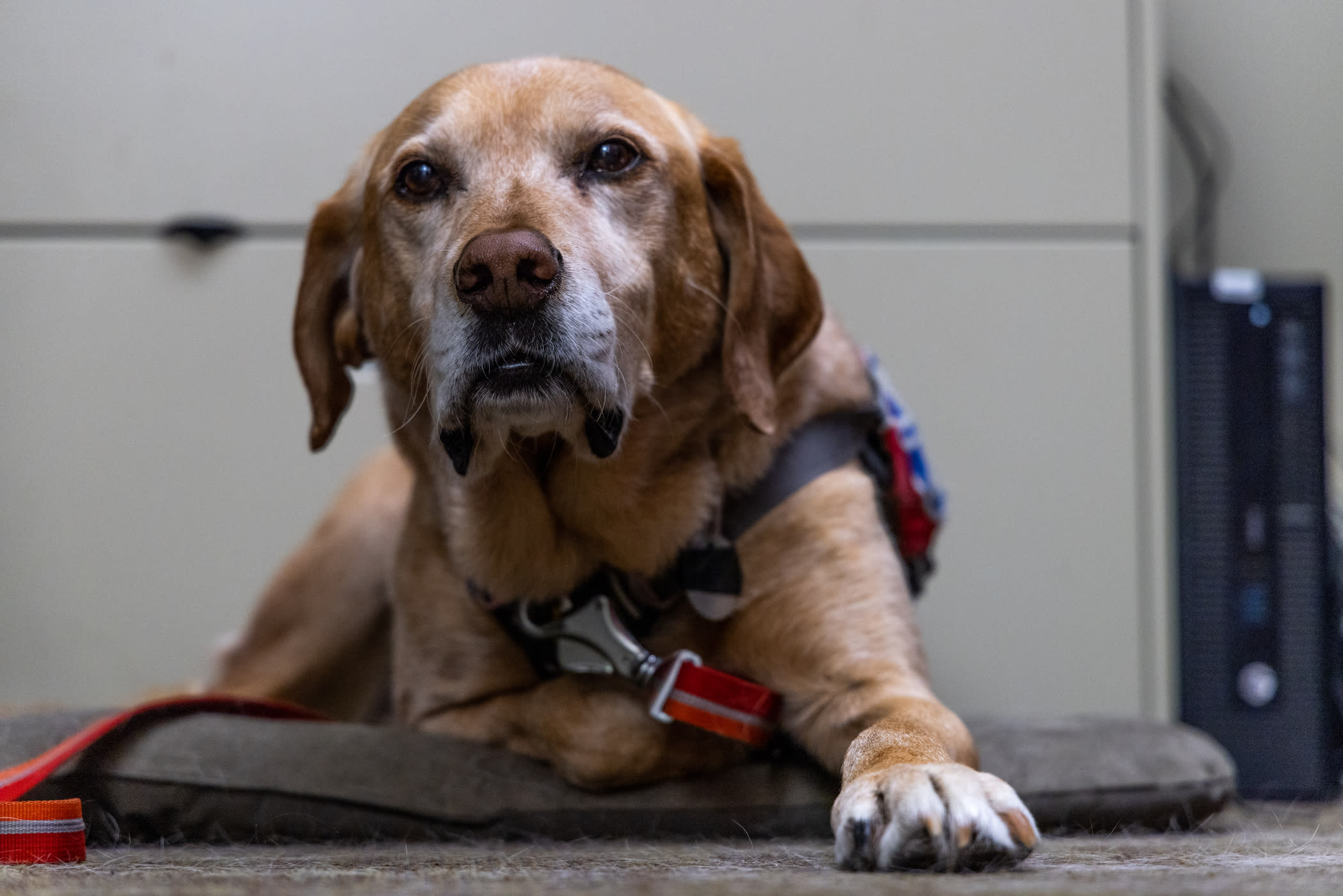 January 2021: Banjo the accountant's assistant | Photo: Rocko Menzyk