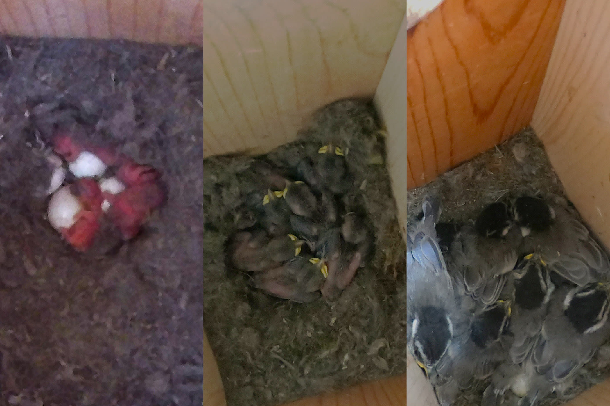 Nest Box Check