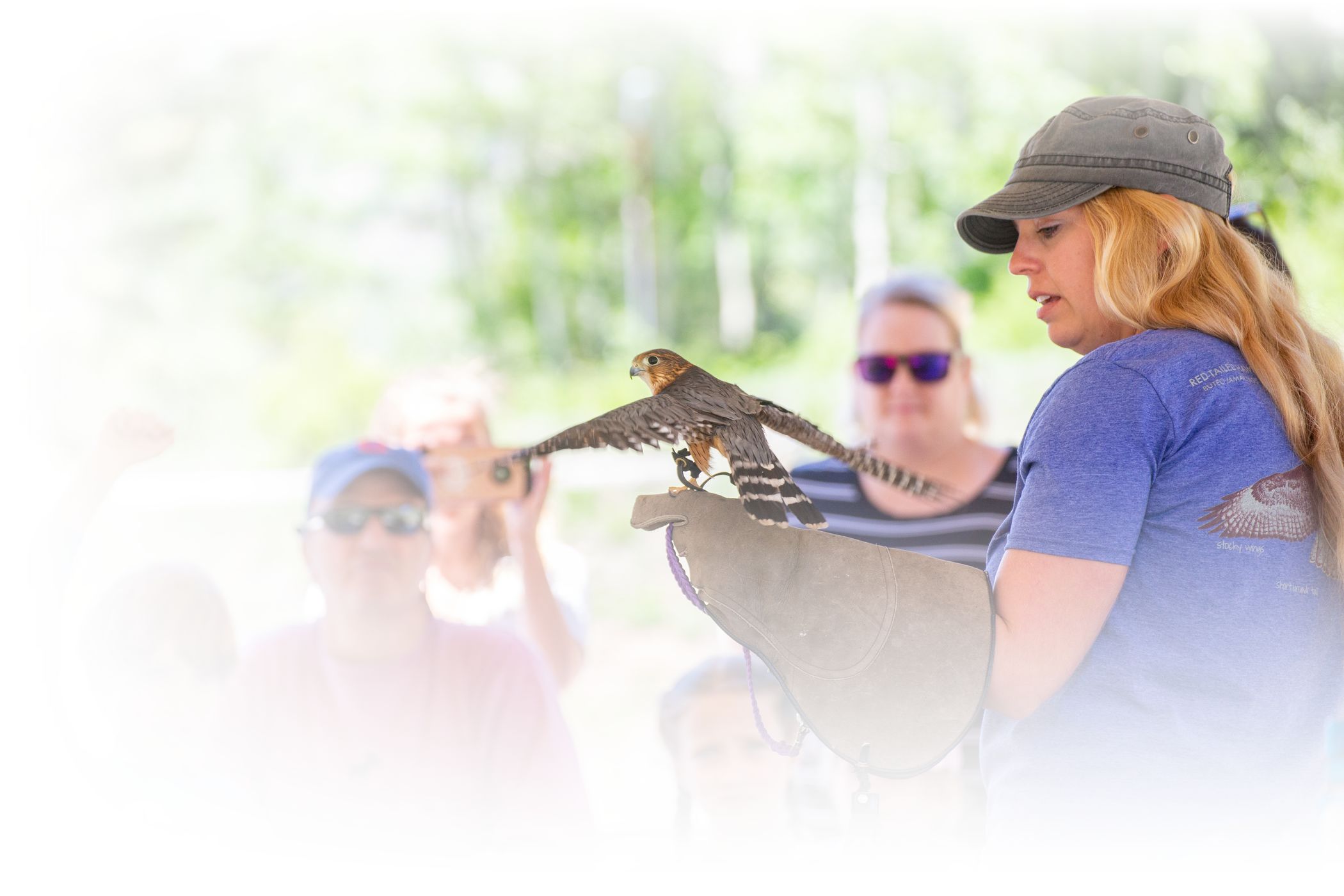 hawkwatch at alta ski area