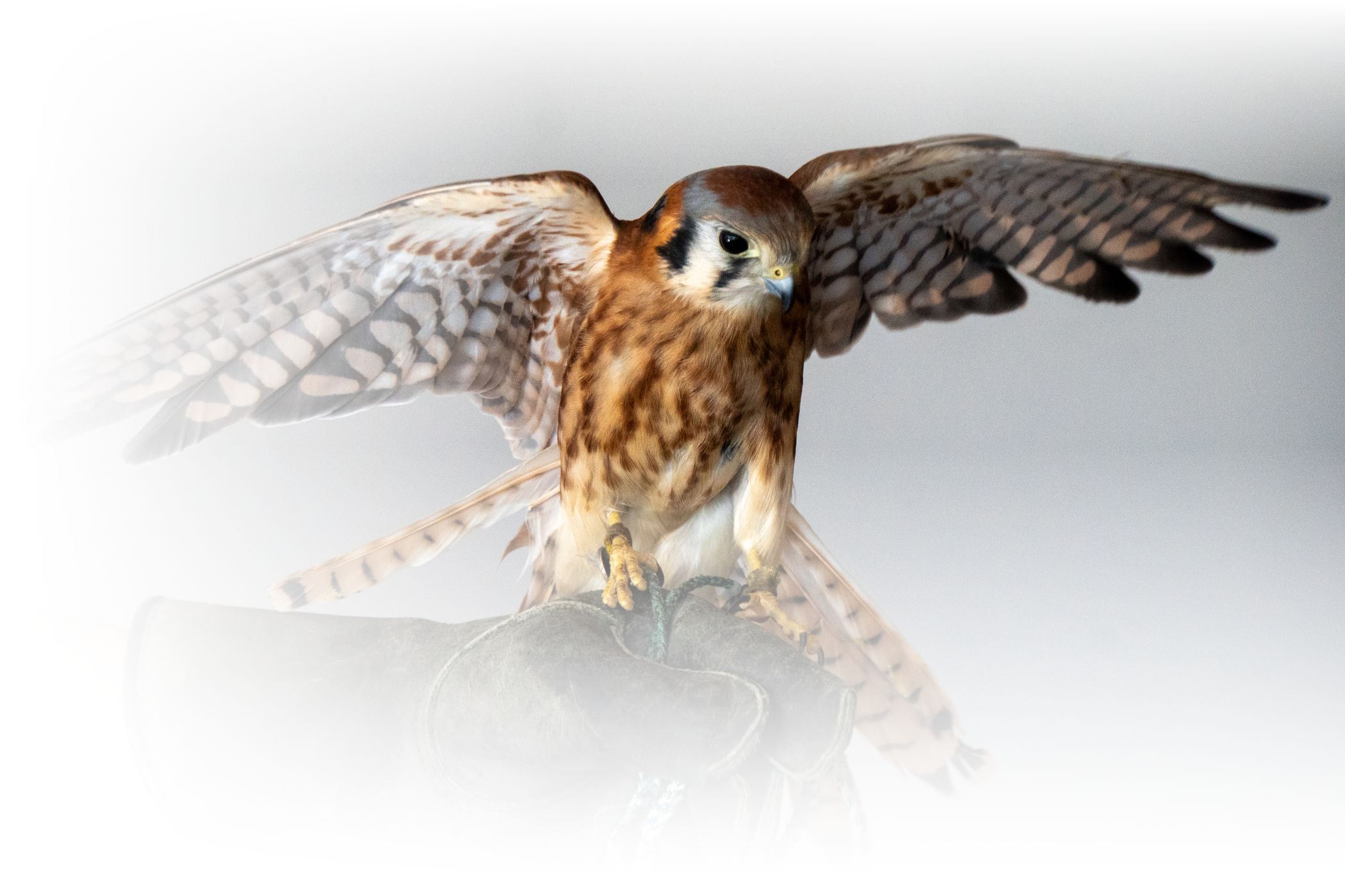 hawkwatch at alta ski area