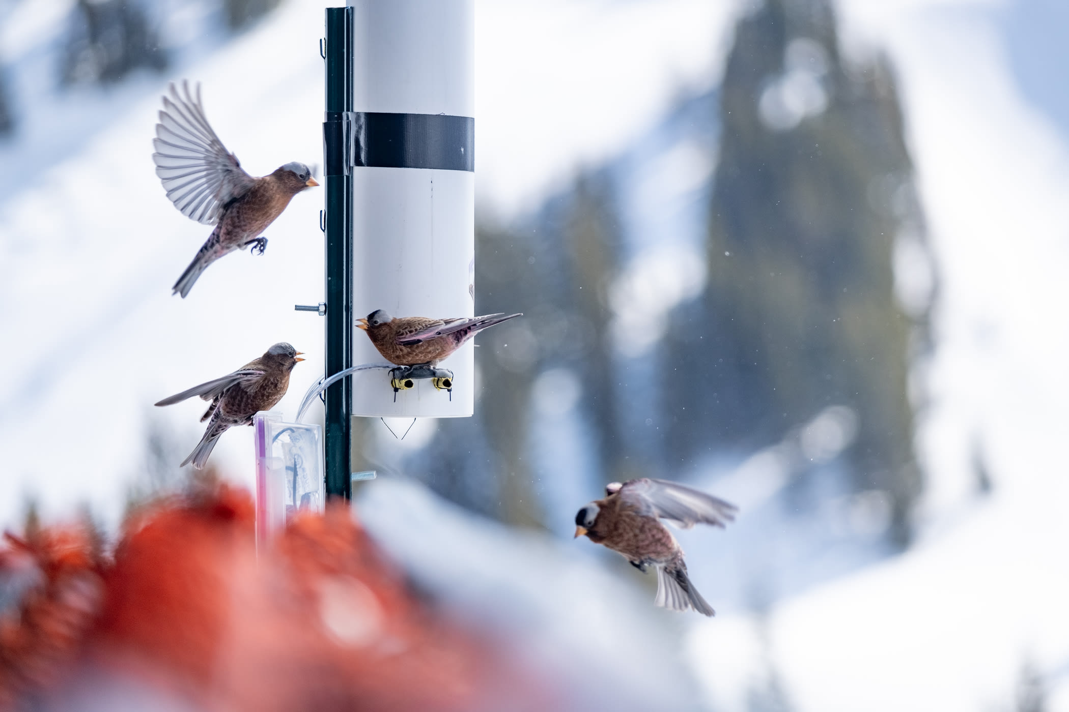 Four Grey-Crowned Rosy-finches at RFID feeder 