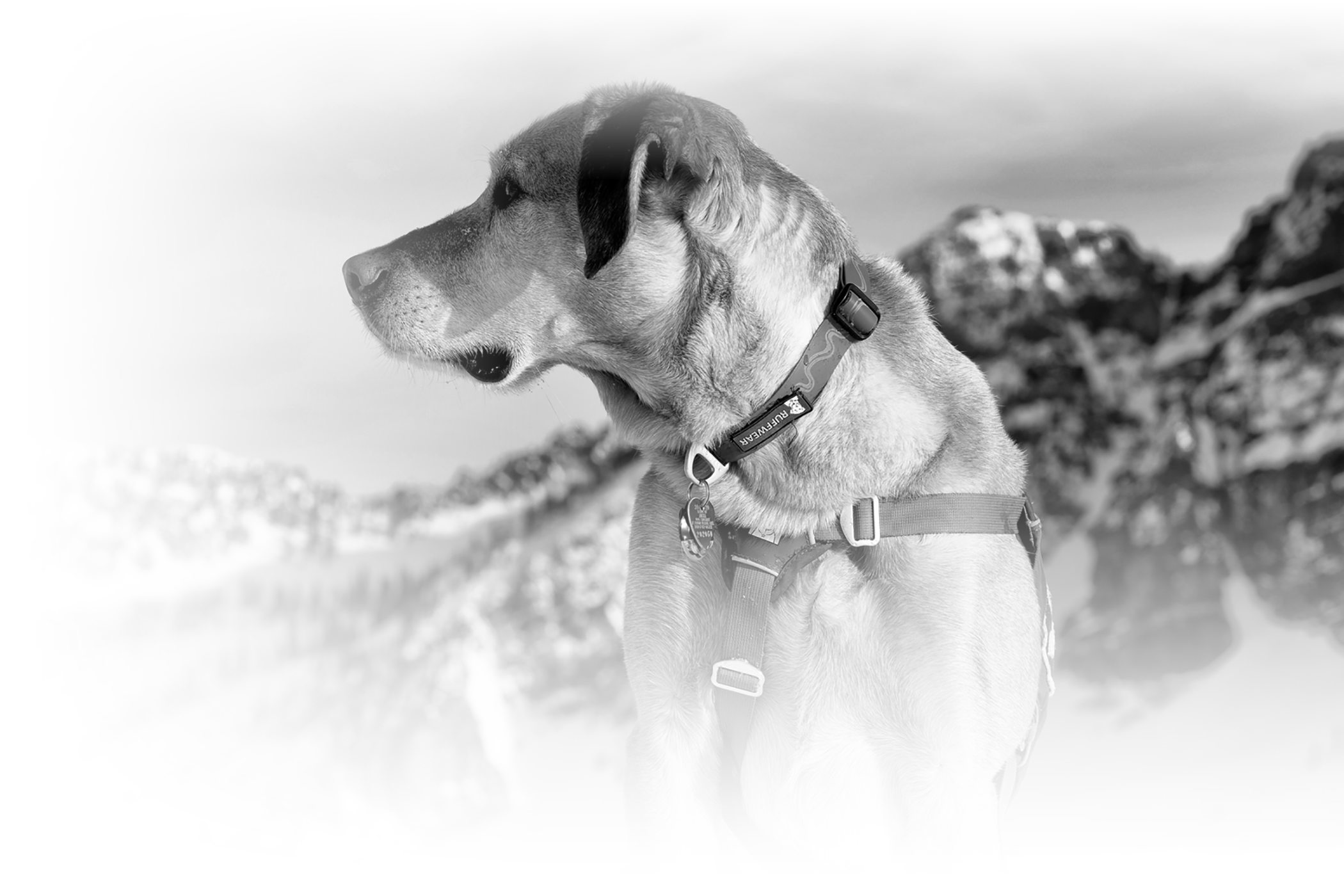 Banjo the Avalanche Dog