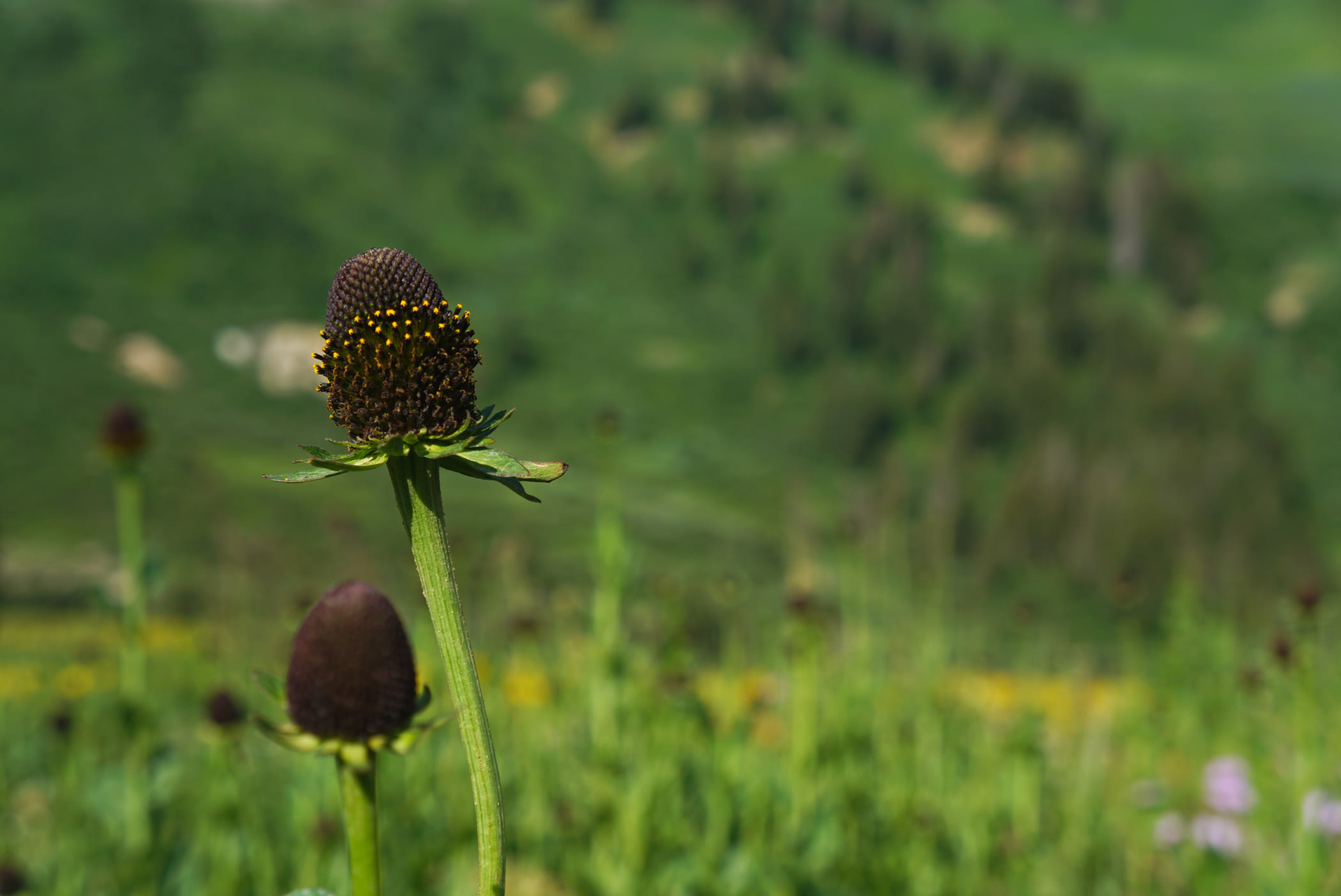 Western Coneflower