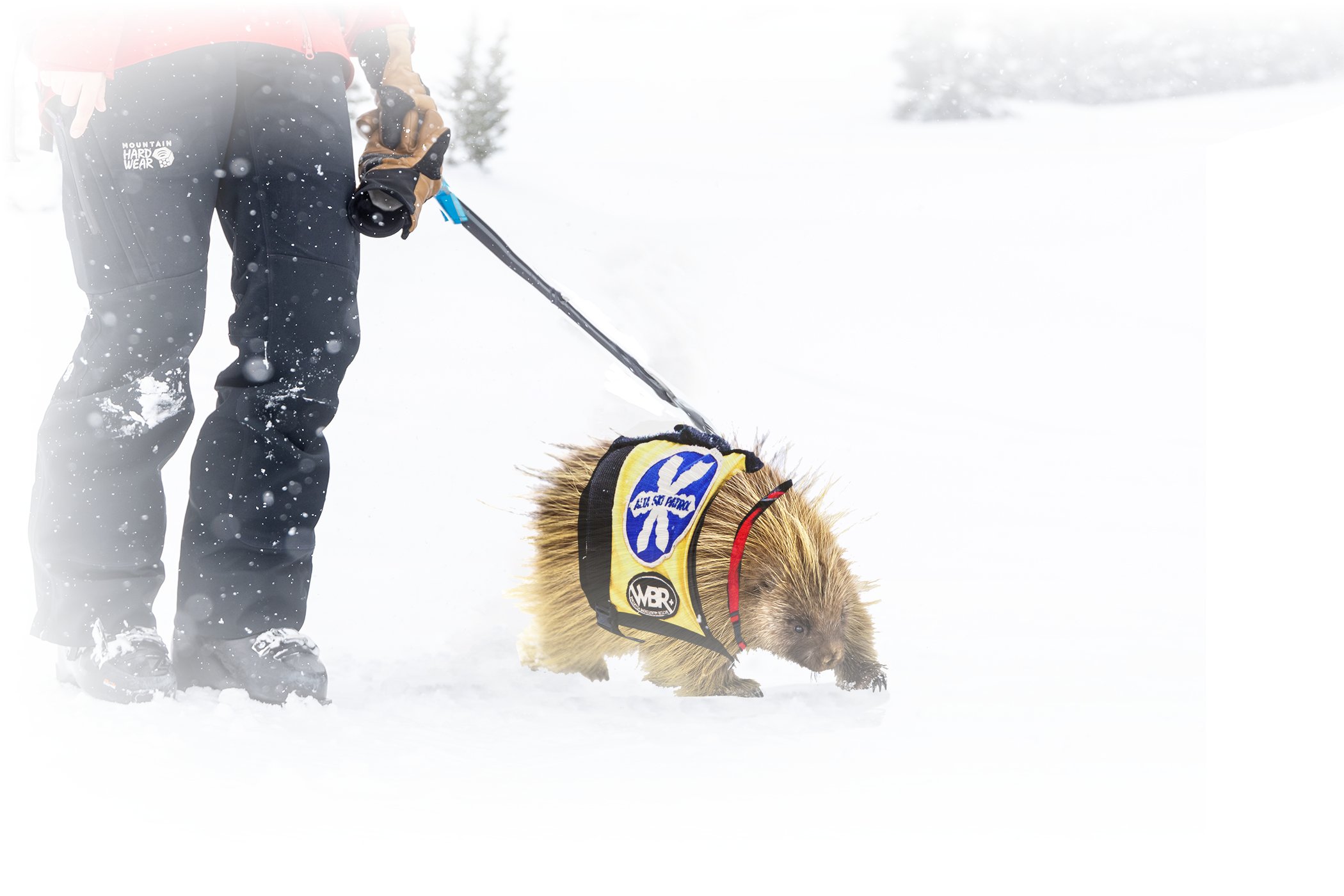 A porcupine in a avy dog vest