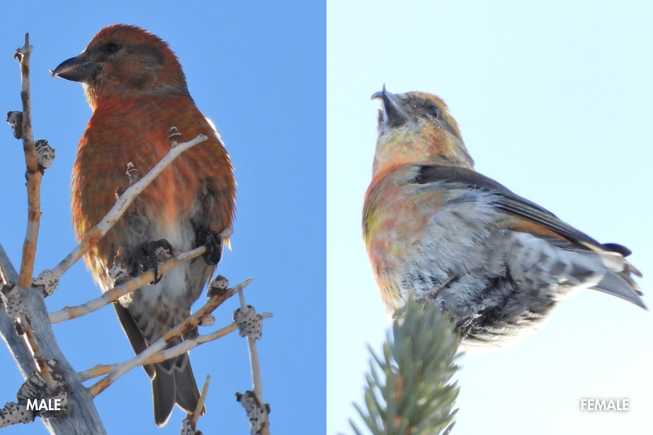 Male and Female Red Crossbills