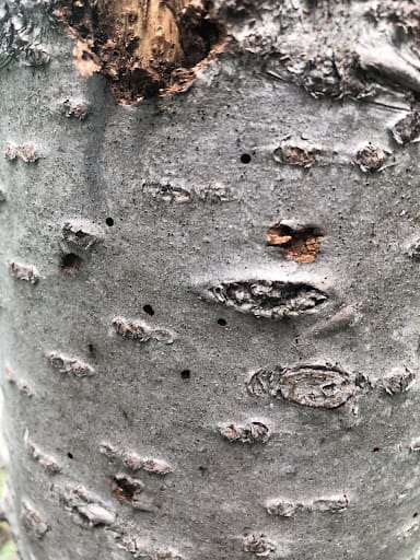 Beetle Bark Holes