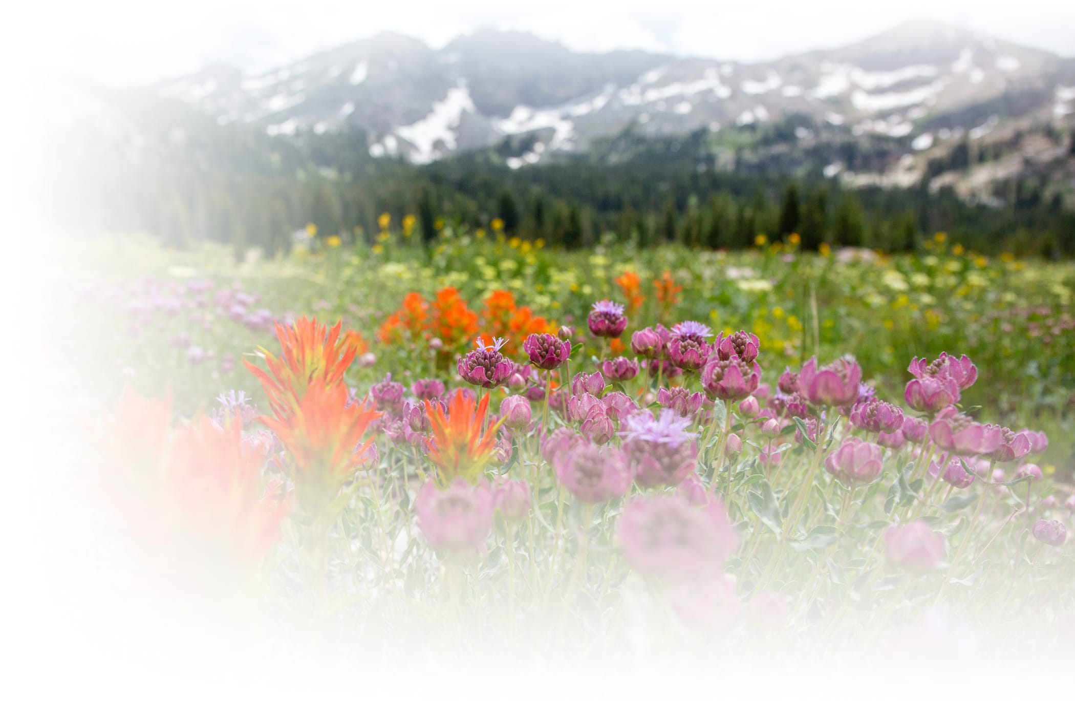 Wasatch Wildflower Festival
