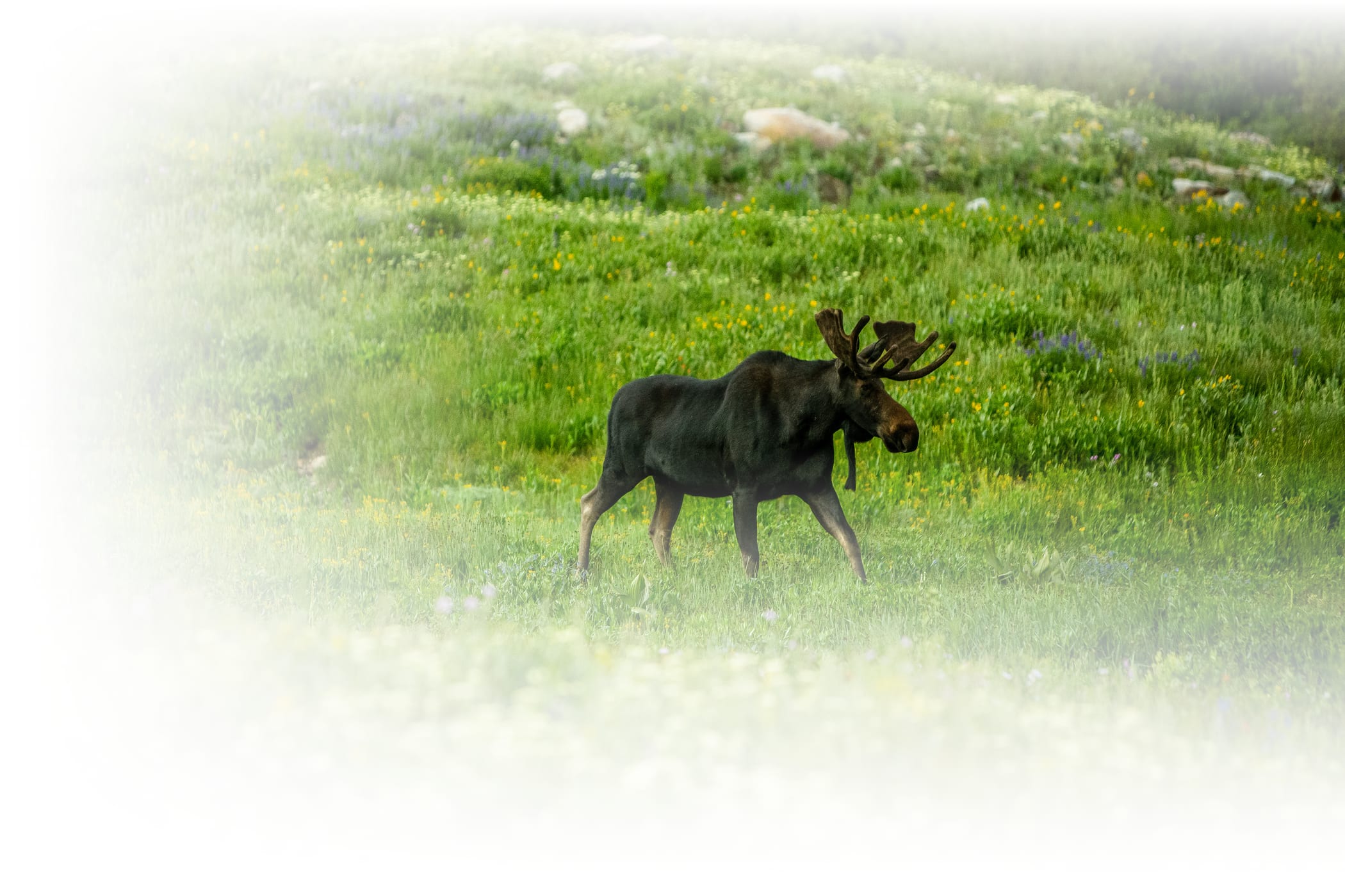 A moose stands in a field of wildflowers on a sunny summer day at Alta Ski Area