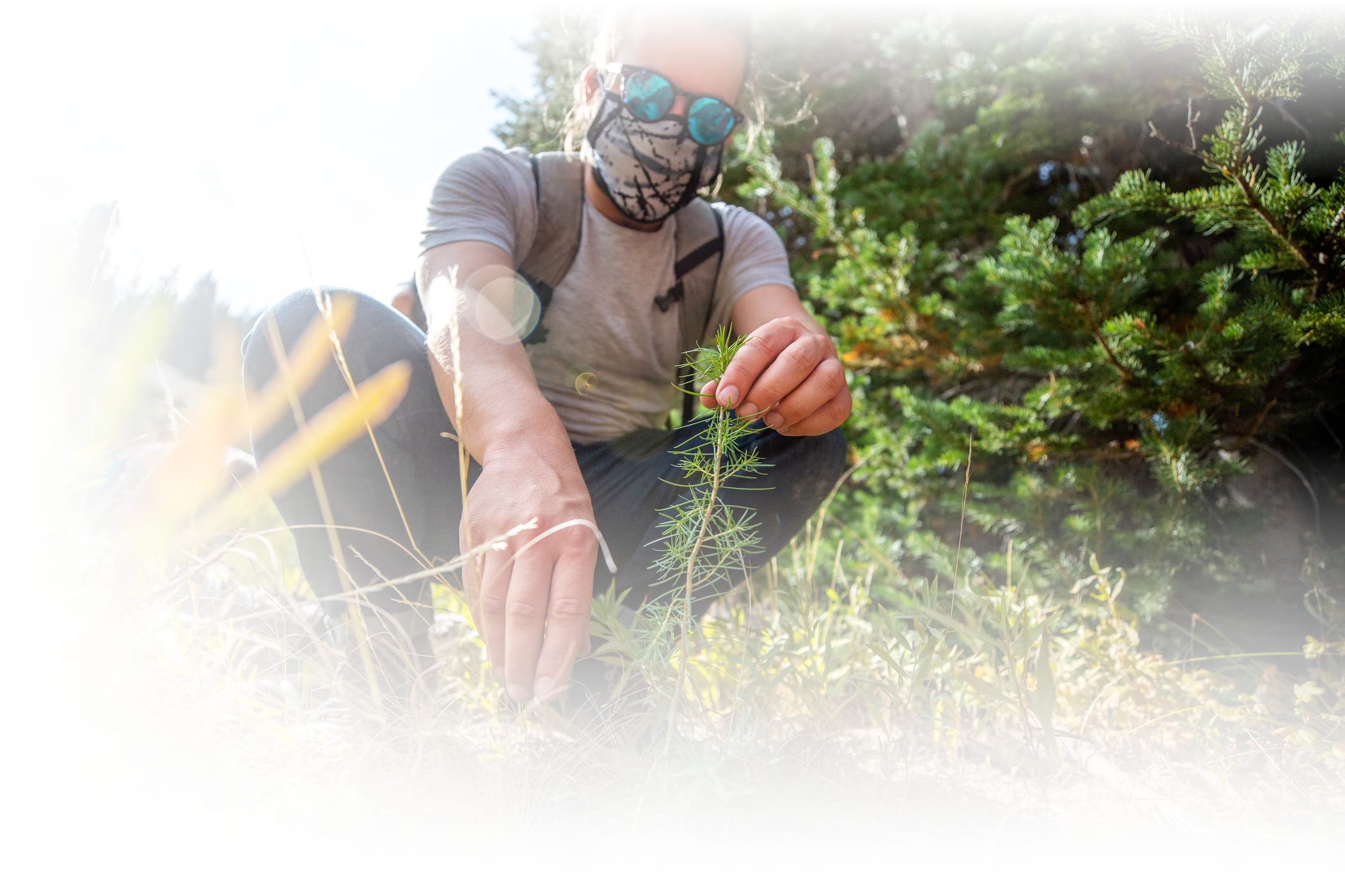 Alta employees planting trees on the slopes of Alta on a sunny day