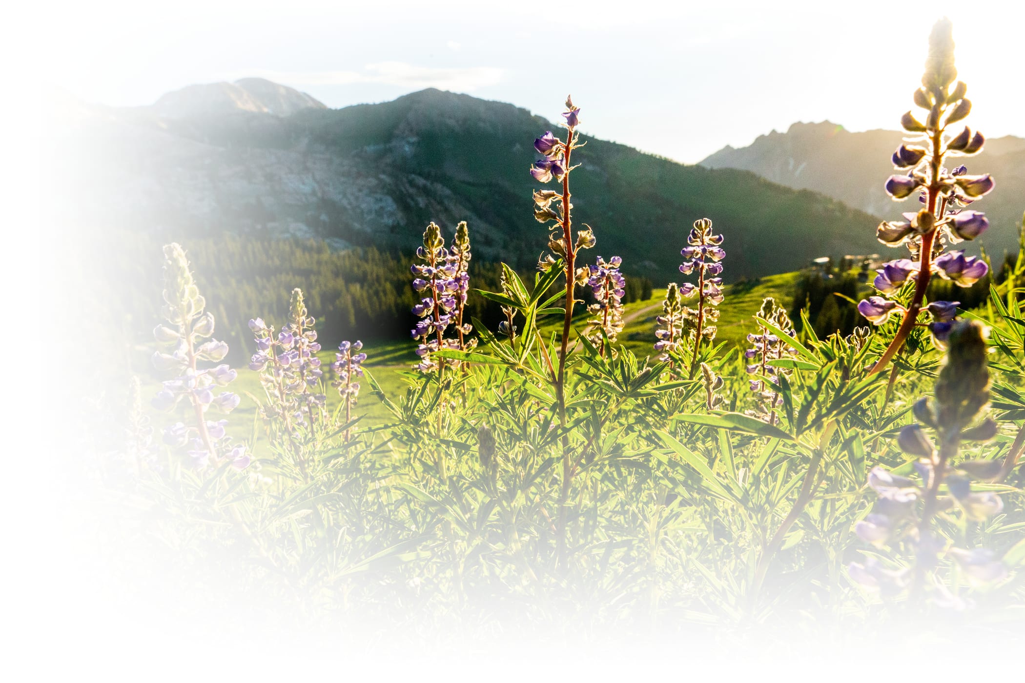 Wildflowers in the Albion Basin of Alta Ski Area on a sunny summer day