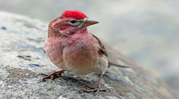 Cassin's Finch