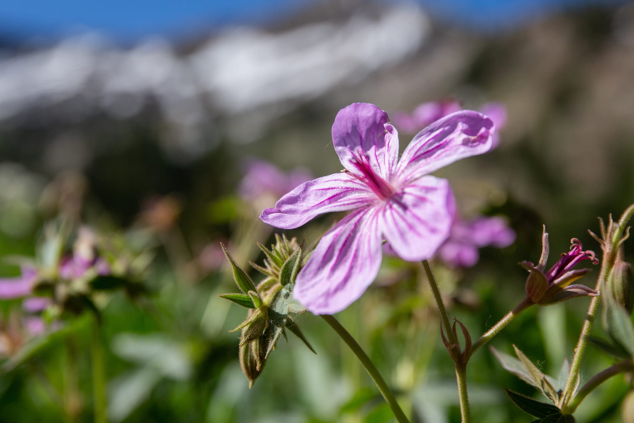 Sticky Purple Geranium on the slopes of Alta Ski Area on a sunny summer day