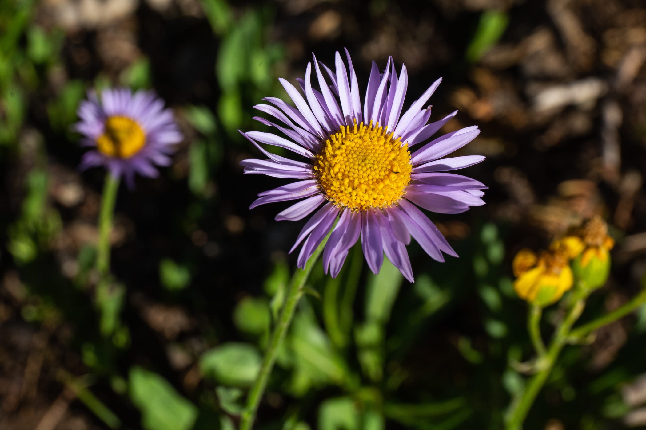 Wandering Daisy soaks in the sun at Alta Ski Area