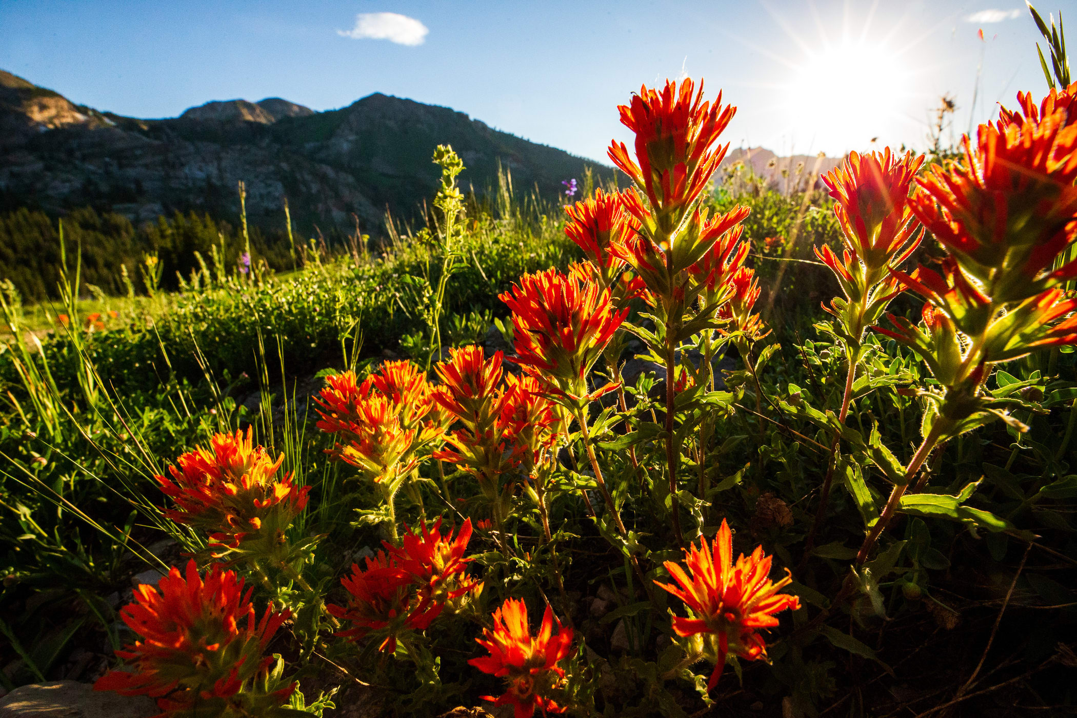 Indian Paintbrush on the slopes of Alta Ski Area