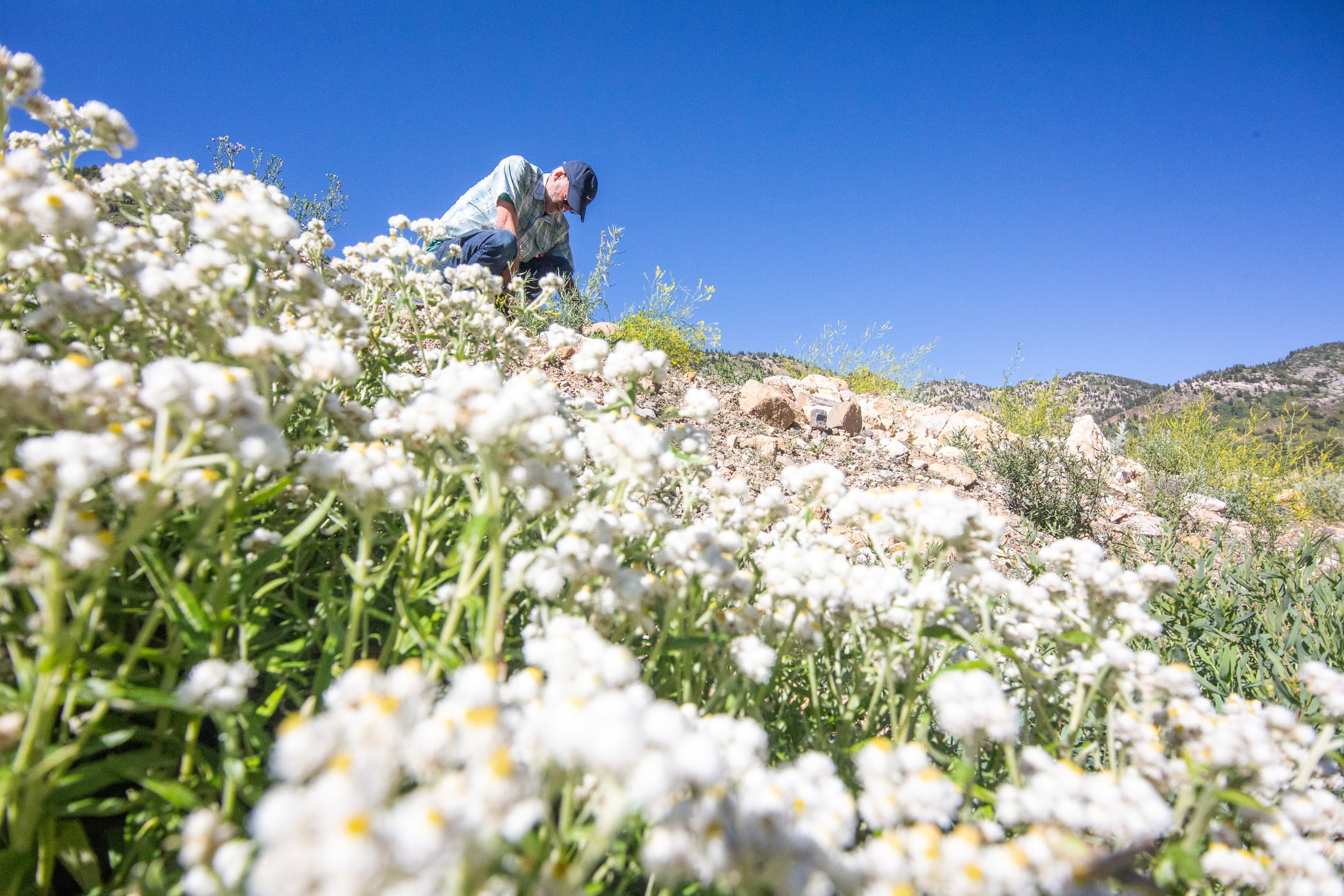 Common White Yarrow of Alta