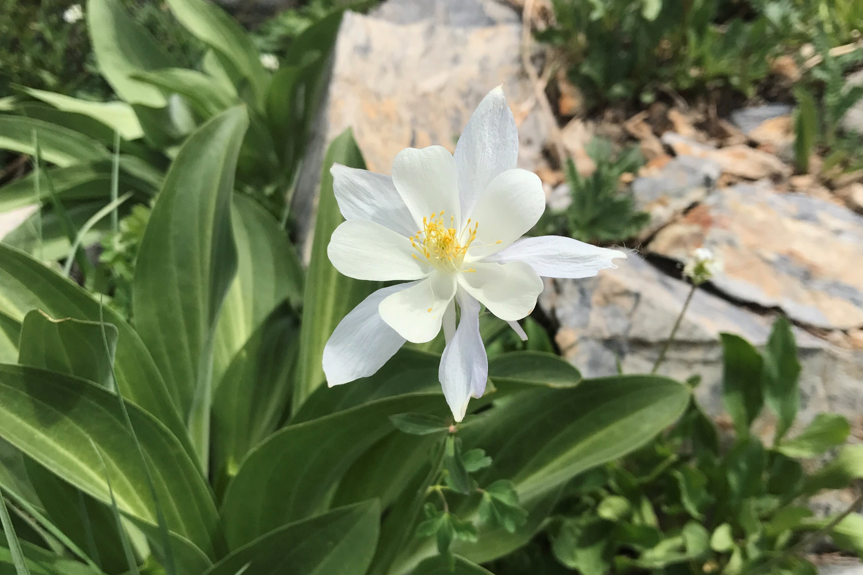 Columbine at Alta