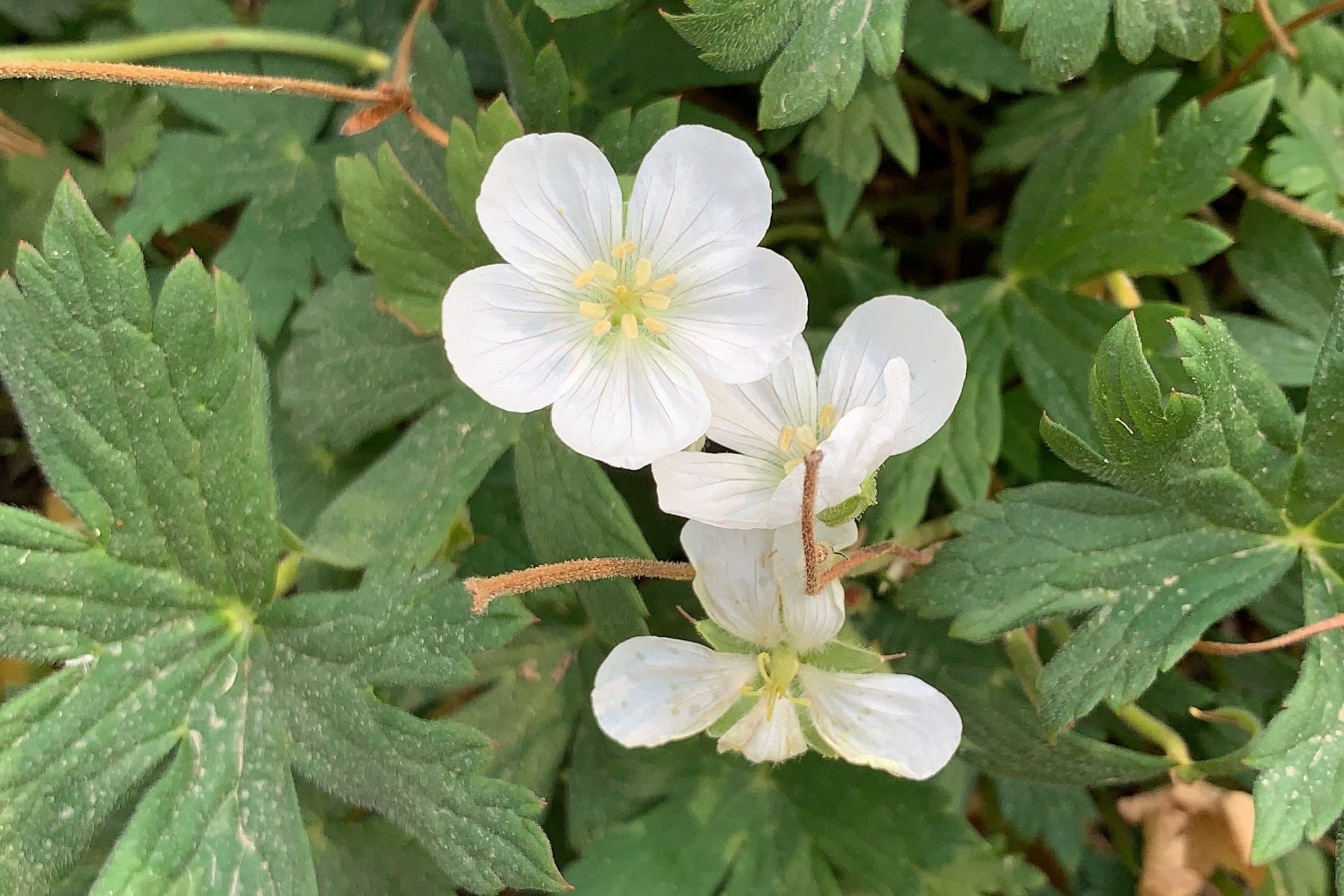 Richardson' geranium at Alta Ski Area