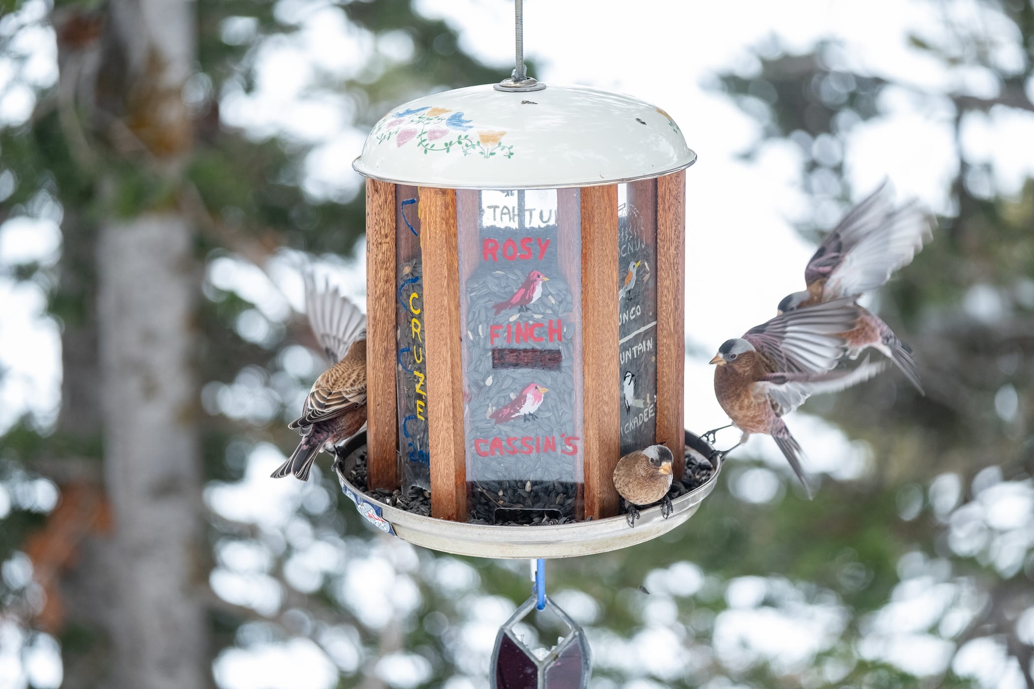 Black Rosy-Finches at Alta birdfeeder