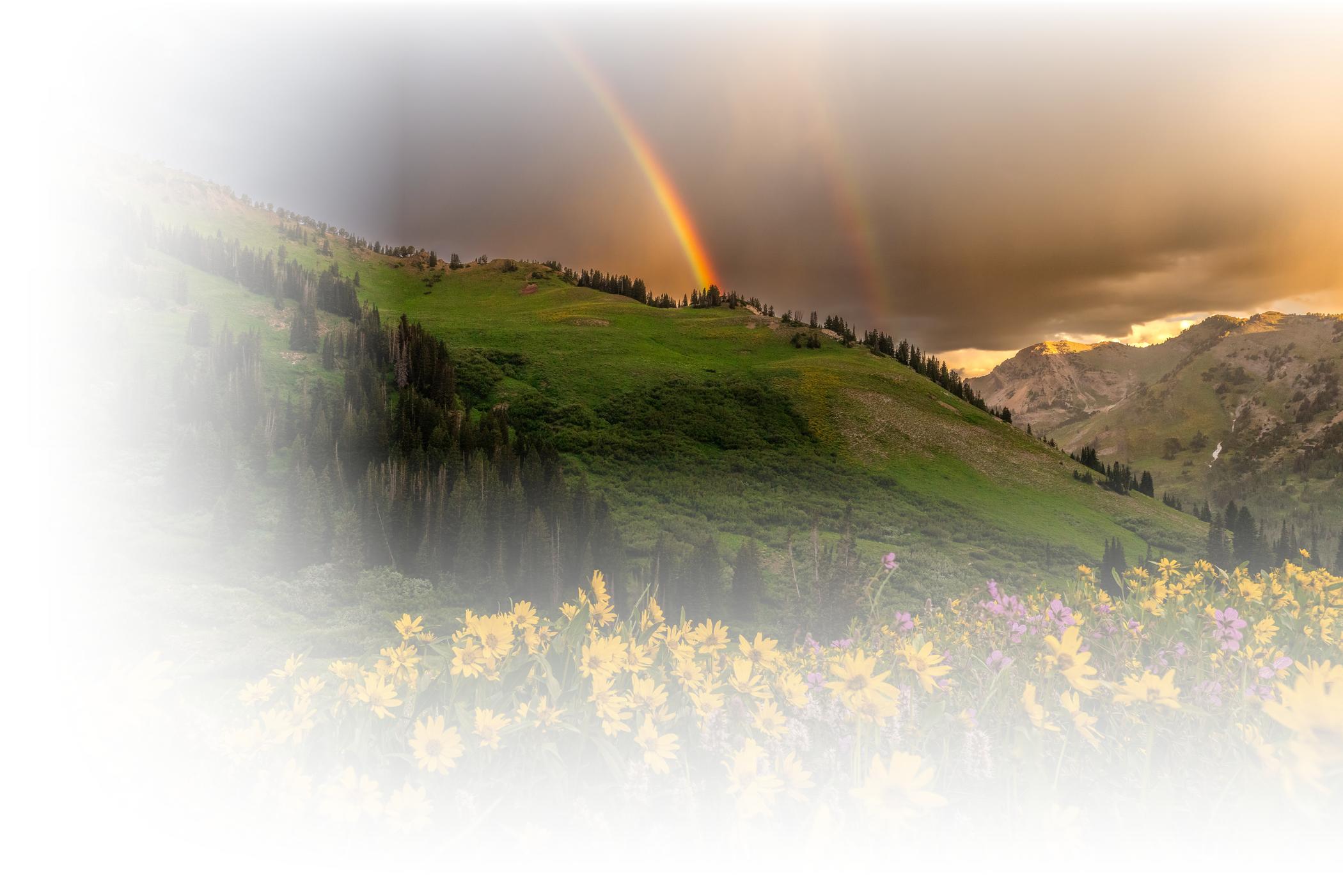 A rainbow and wildflowers at Alta Ski Area on a stormy summer morning