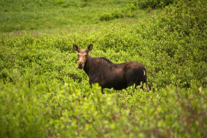 A moose enjoying the bushes in the summer