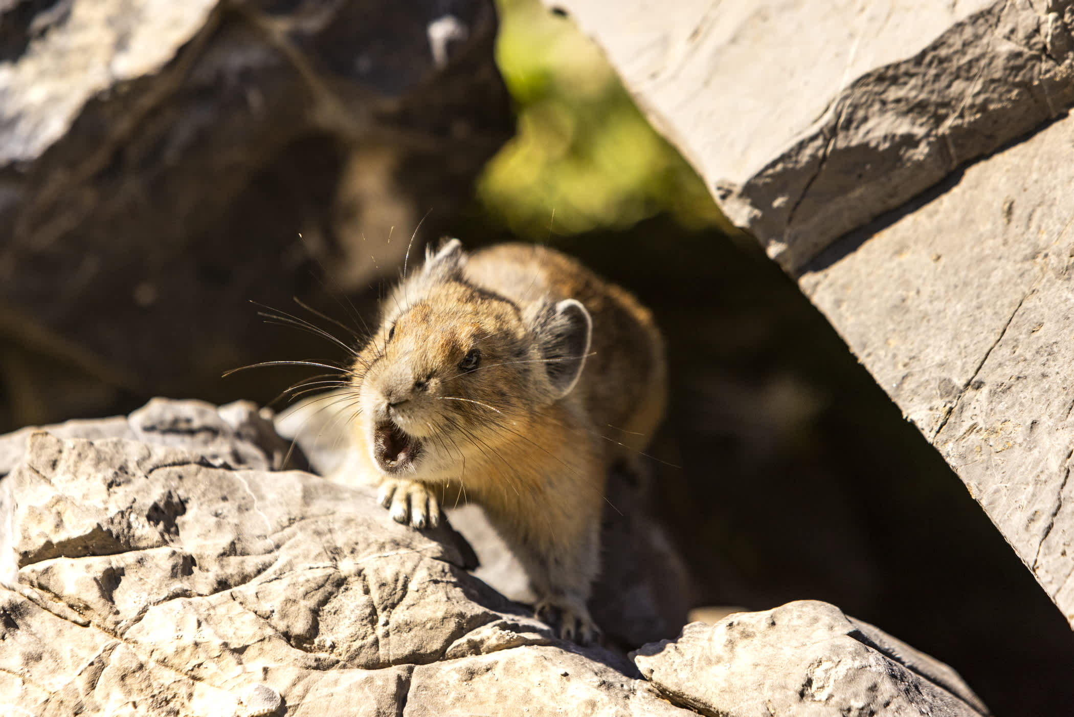 pika