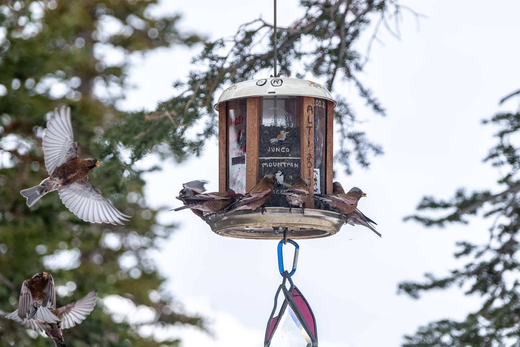 Black rosy-finches at the bird feeder