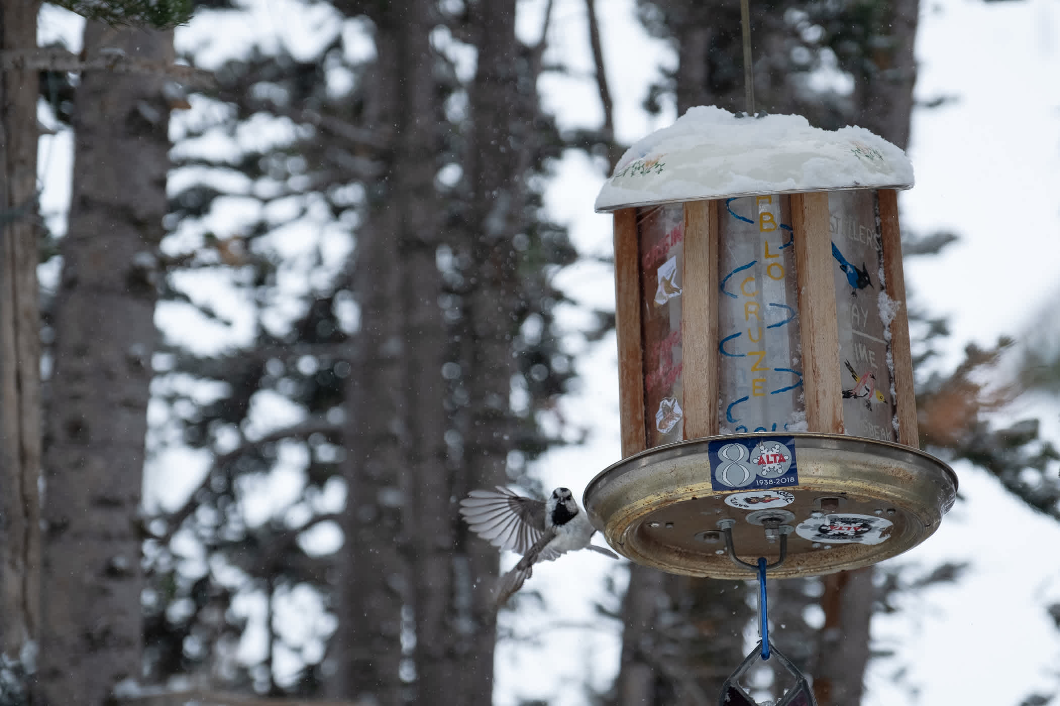 Collins bird-feeder