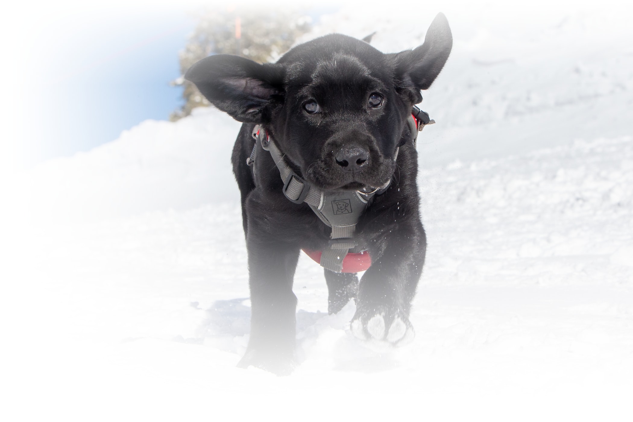 A an avalanche puppy is adorable