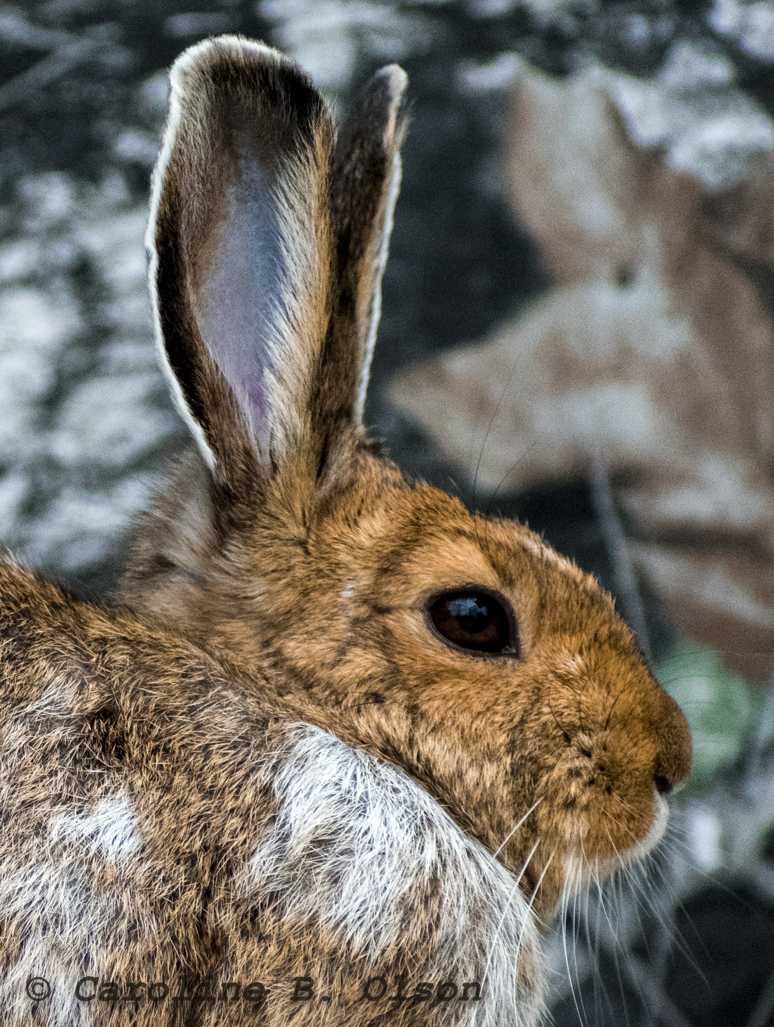 Snowshoe Hare | Photo: Caroline Olson