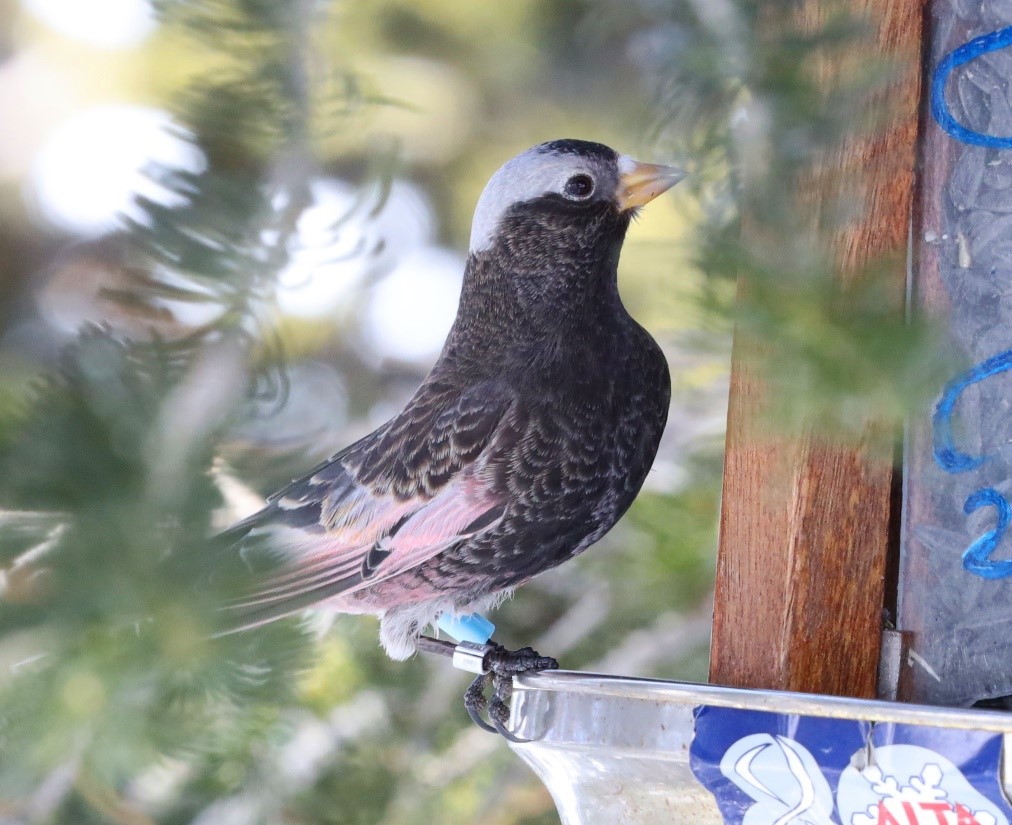 Black Rosy-Finch on Wendell Whiting's feeder