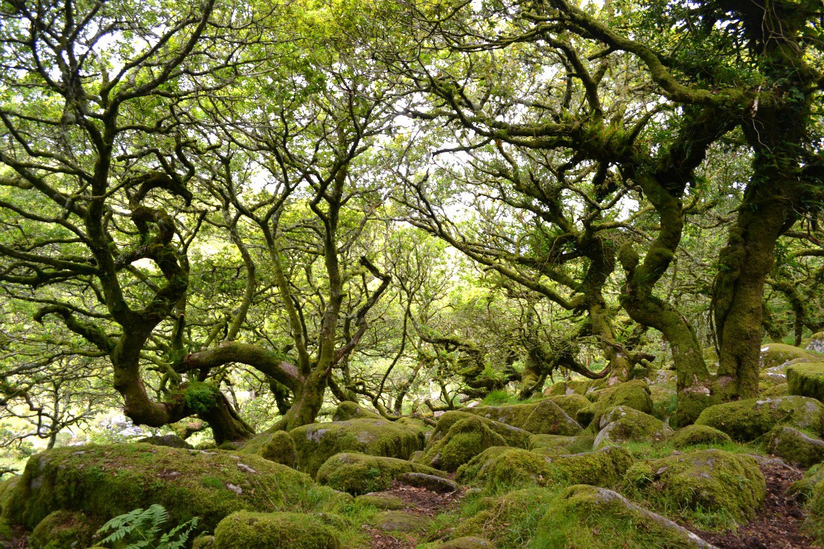 Dartmoor Wistmans Wood M