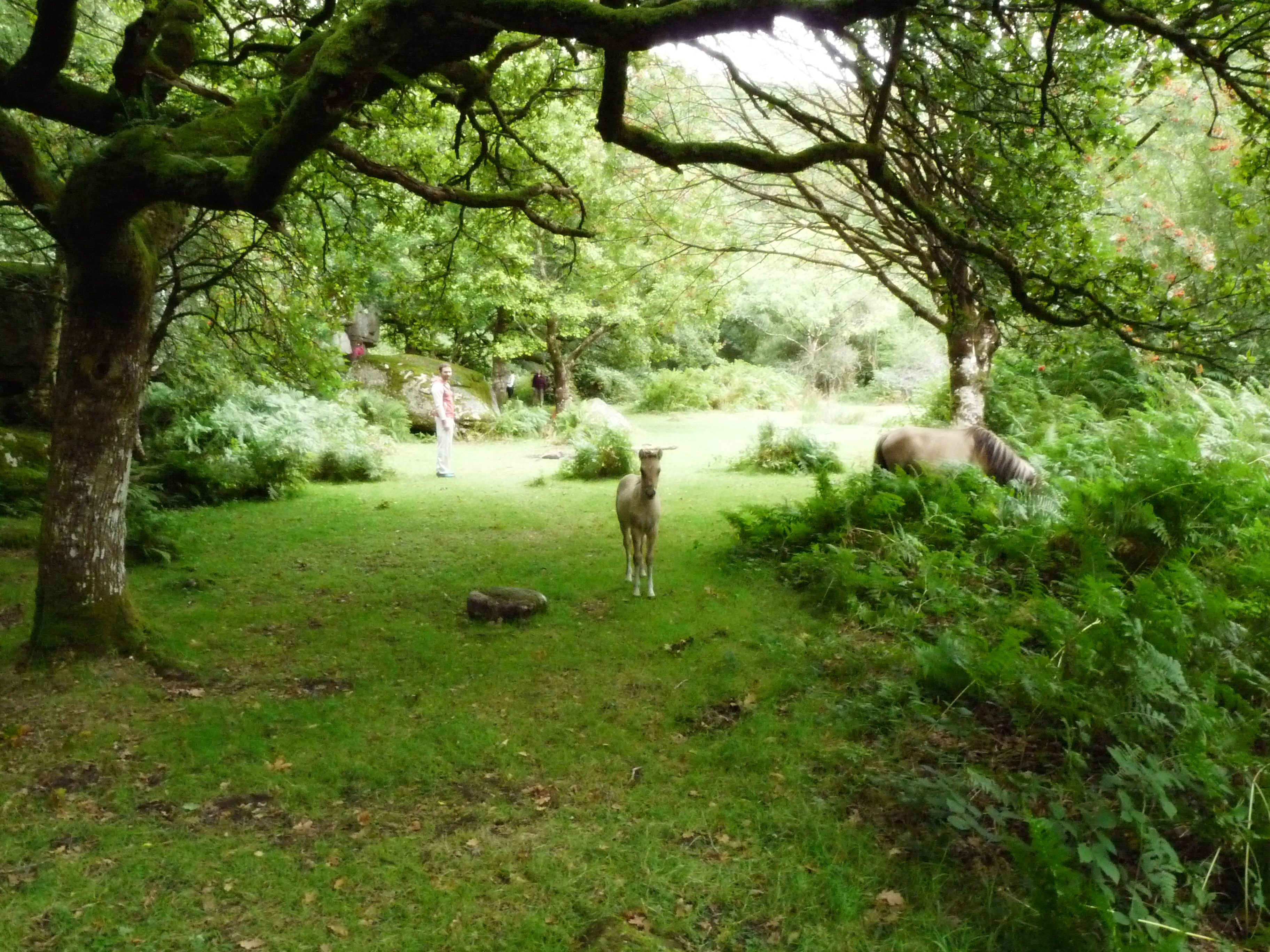 Juice Fast & Ancient Wisdom Retreats on Dartmoor