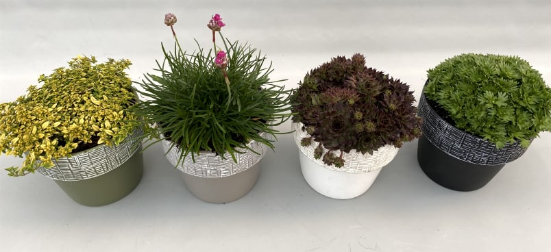Evergreen Rocky Plants | Hamiplant