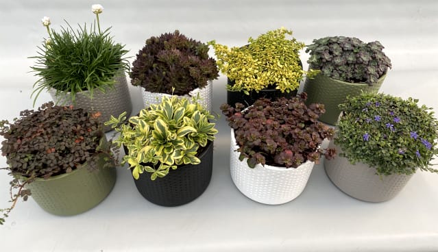 ciao fiori olivenbaum Olivenbaum-Set + Hugo 4459 cm Gelb