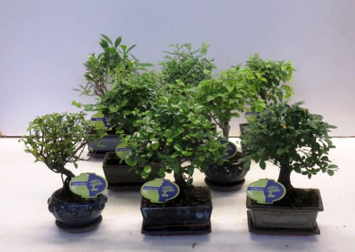 Bonsai gemengd (indoor) | Hamiplant