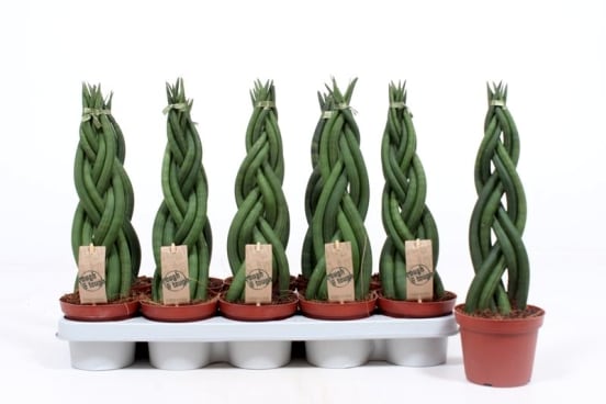 Sansevieria cylindrica Twister | Hamiplant