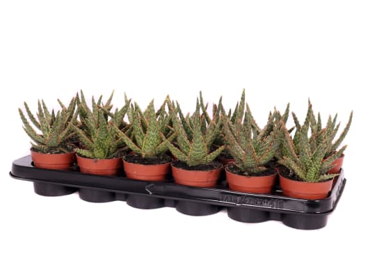 Aloe Vitro | Hamiplant