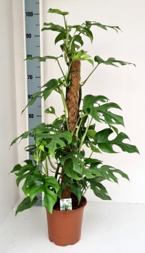 nerine plant Nerine Red for Sale main image 1