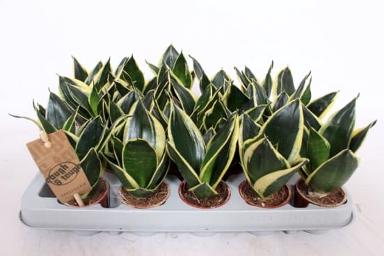 sansevieria hahnii jade Sansevieria 'Black Jade Hahnii'  Heron's Head Nursery