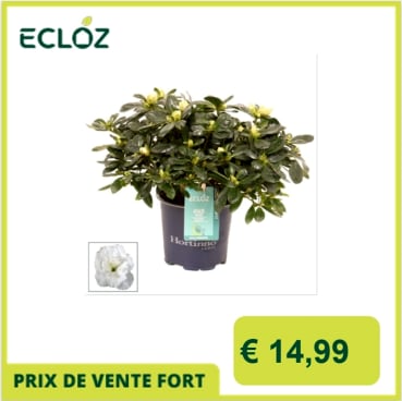thuja occidentalis medicine Thuja occidentalis 30C 80 plts by Boiron