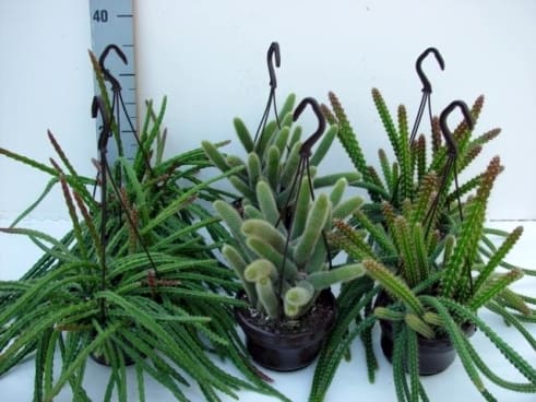 Kaktus hngepflanze Aporo mixed | Hamiplant