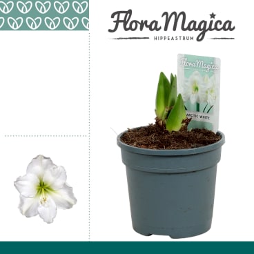 Hippeastrum Arctic White | Hamiplant