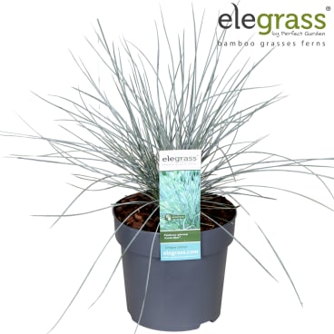 bambus fachhandel 5 x Fargesia Kollektion / Garten-Bambus - extra für Sie ausgewählt