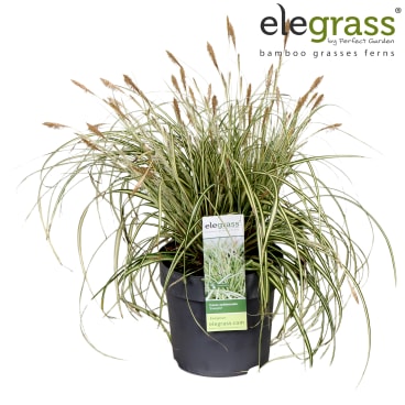 Konzept Tisch | Elegrass | Hamiplant