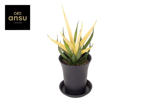 Sansevieria Comet Chrysanta | Hamiplant