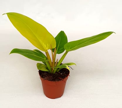 Philodendron Melinonii'gold | Hamiplant