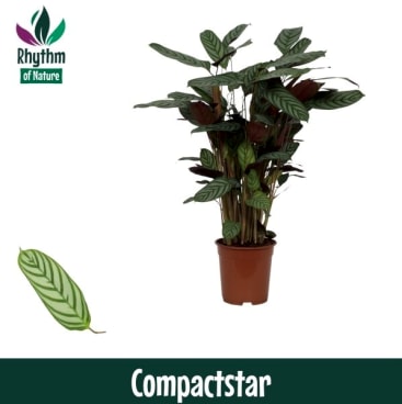 Rhythm of Nature | Hamiplant