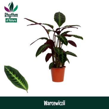 red edged dracaena Colorama Dracaena