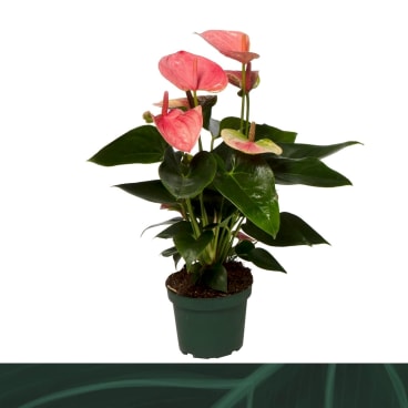 bonsai orangenbaum Künstlicher Bonsai】Mikan main image 1