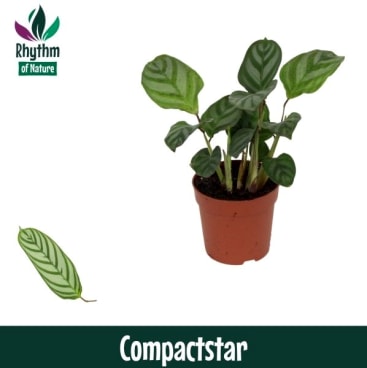 Rhythm of Nature | Hamiplant